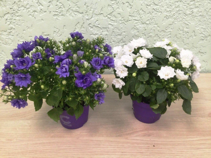 Кампанула блауранка