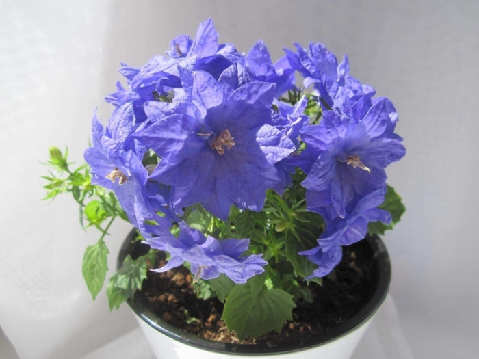 Кампанула дублин блю