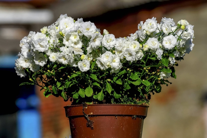 Кампанула махровая белая