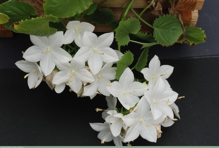 Кампанула невеста альба