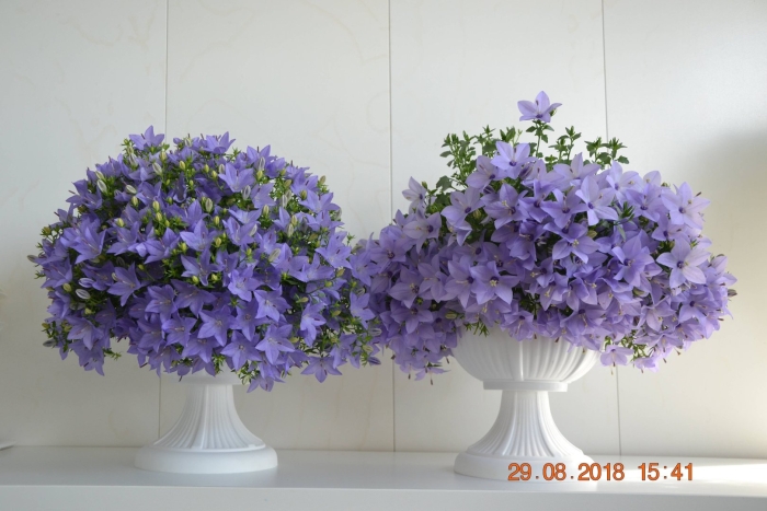 Кампанула чирилло