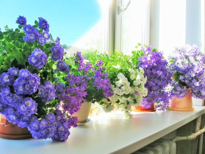 Кампанула цветок