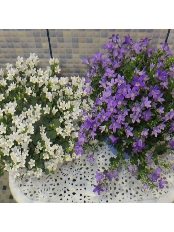 Кампанула порто микс