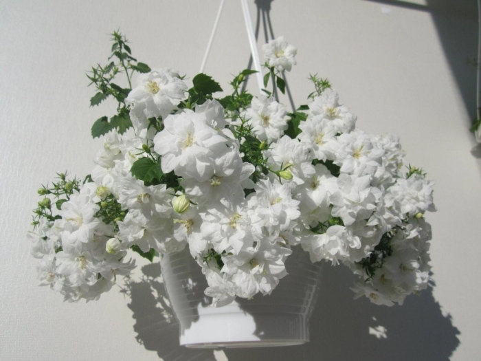 Дублин вайт 1 кампанула