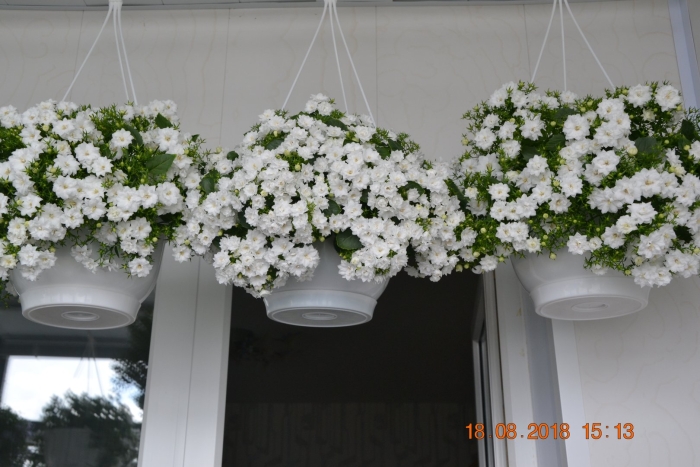 Кампанула ампельная