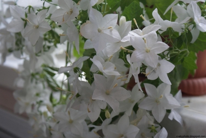 Кампанула атланта белая