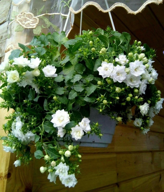 Кампанула дублин вайт