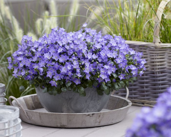 Кампанула спринг белл блю