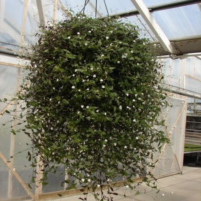 Традесканция ампельная мелколистная