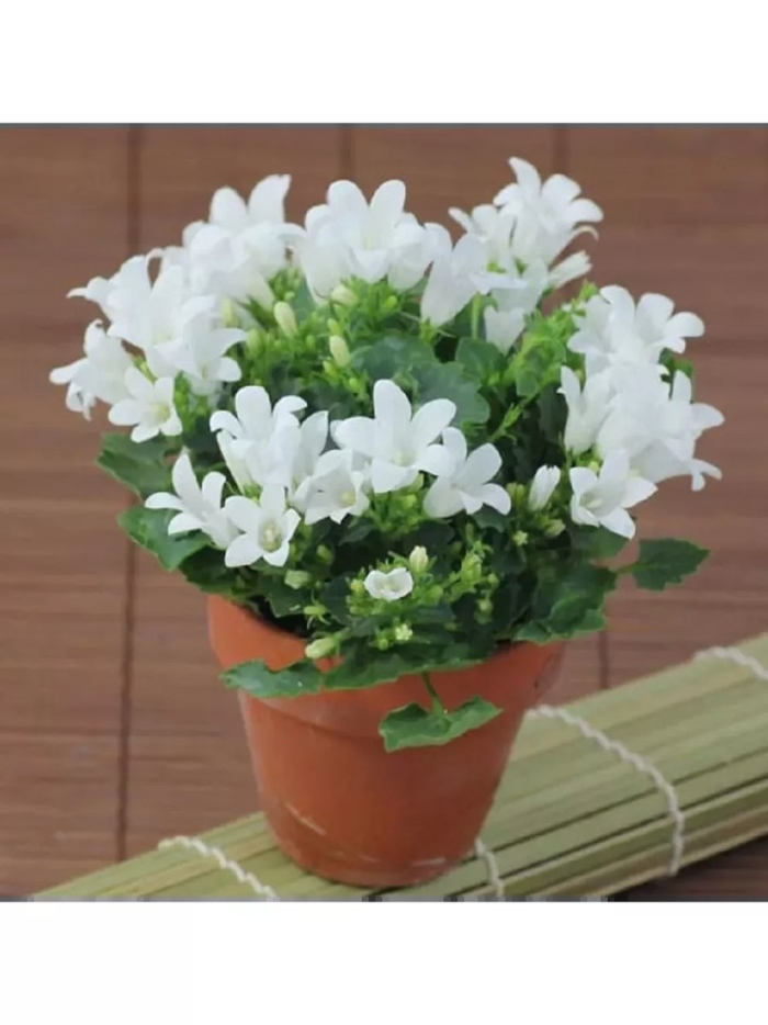 Кампанула портеншлага белая