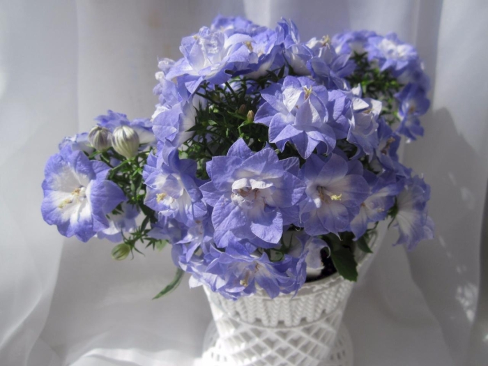 Кампанула дублин биколор