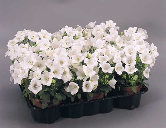 Колокольчик карпатский белый