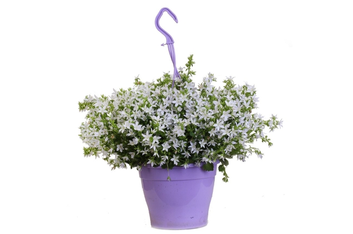 Кампанула cielo alto