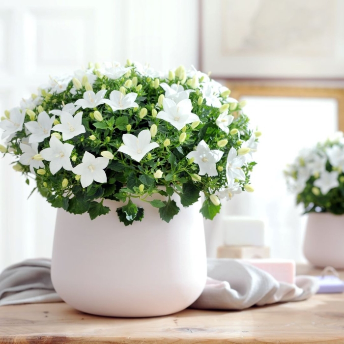 Кампанула атланта