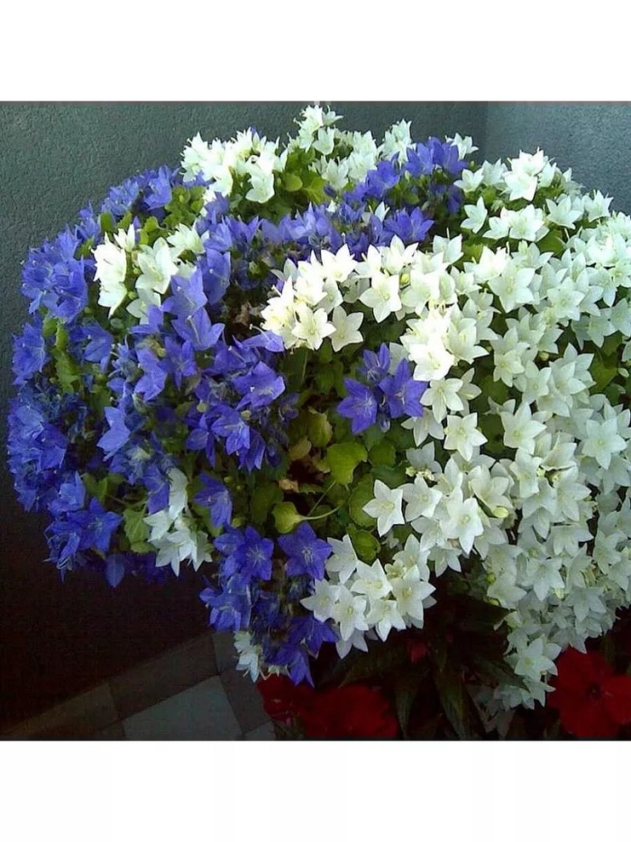 Невеста атланта кампанула