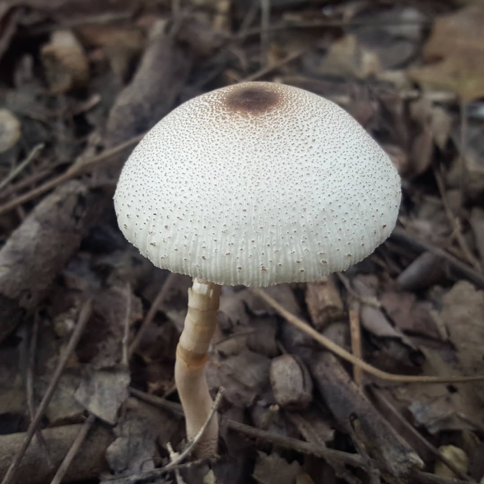 Хлорофиллум свинцовошлаковый