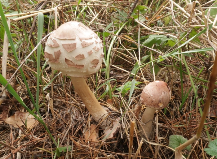 Гриб зонтик краснеющий chlorophyllum rhacodes