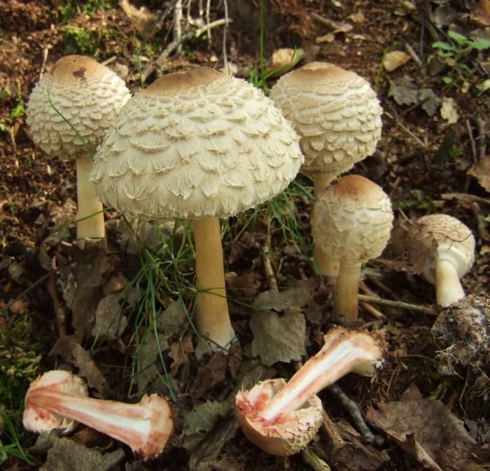 Гриб зонтик девичий macrolepiota puellaris