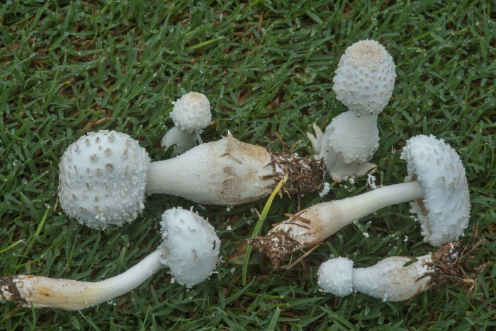 Зонтик свинцовошлаковый (chlorophyllum molybdites)