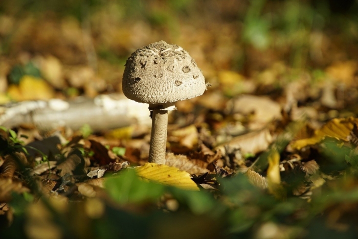 Зонтик моргана гриб