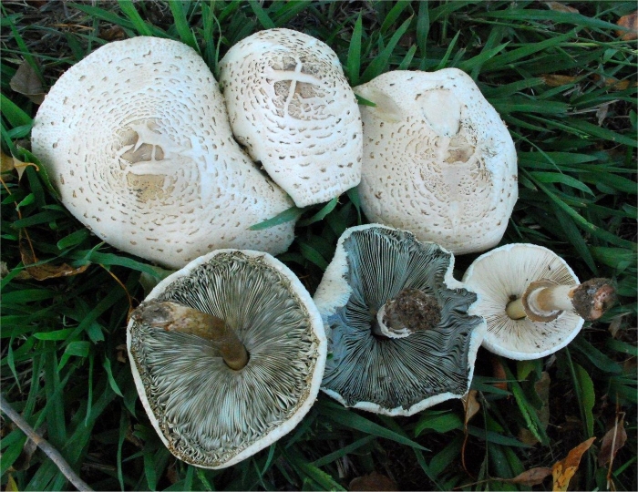 Зонтик белый macrolepiota excoriata