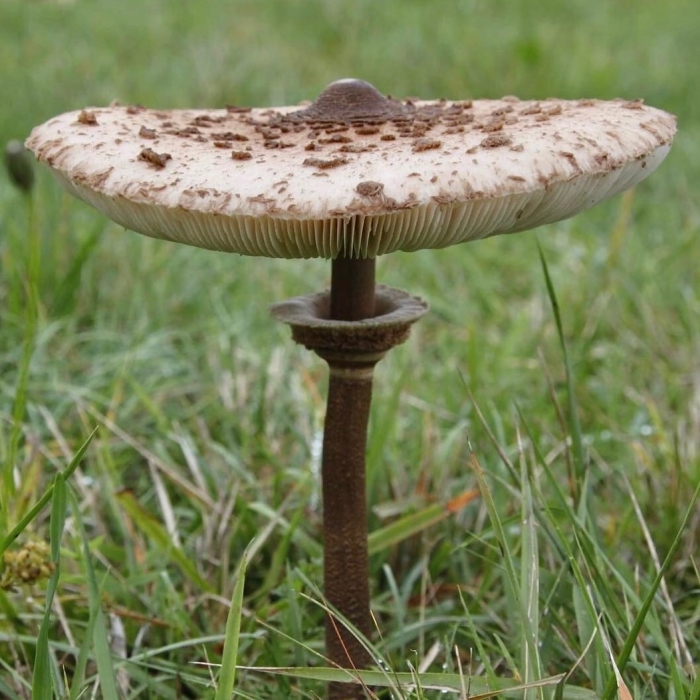 Зонтик пестрый гриб