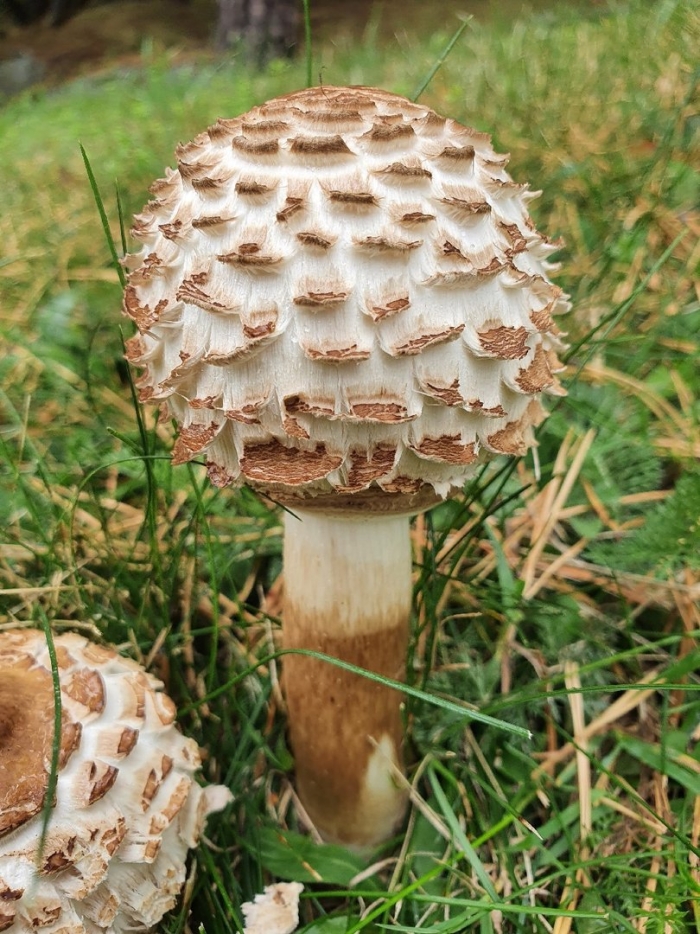 Зонтик пёстрый macrolepiota procera