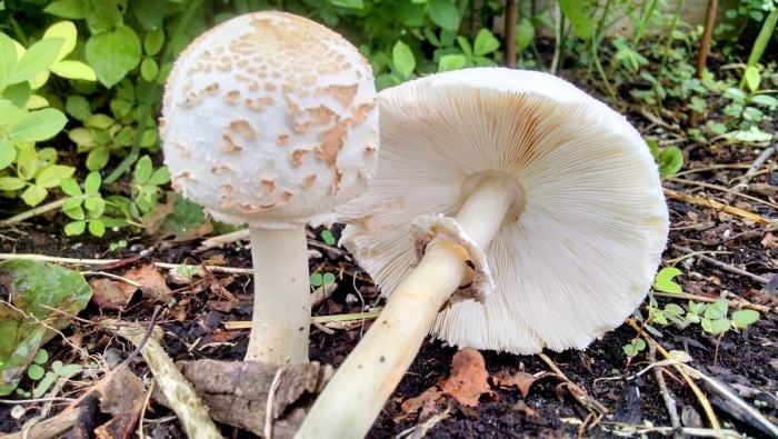 Мицелий гриб зонтик пестрый