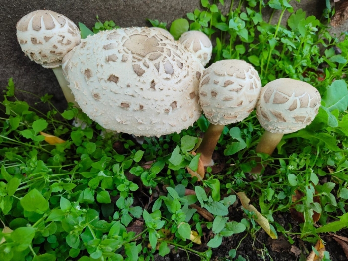 Хлорофиллум свинцовошлаковый