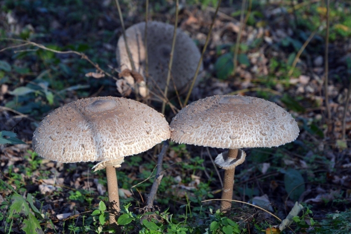 Гриб зонтик пёстрый macrolepiota procera