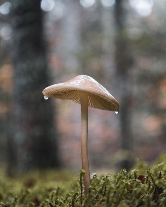 Красивые грибы