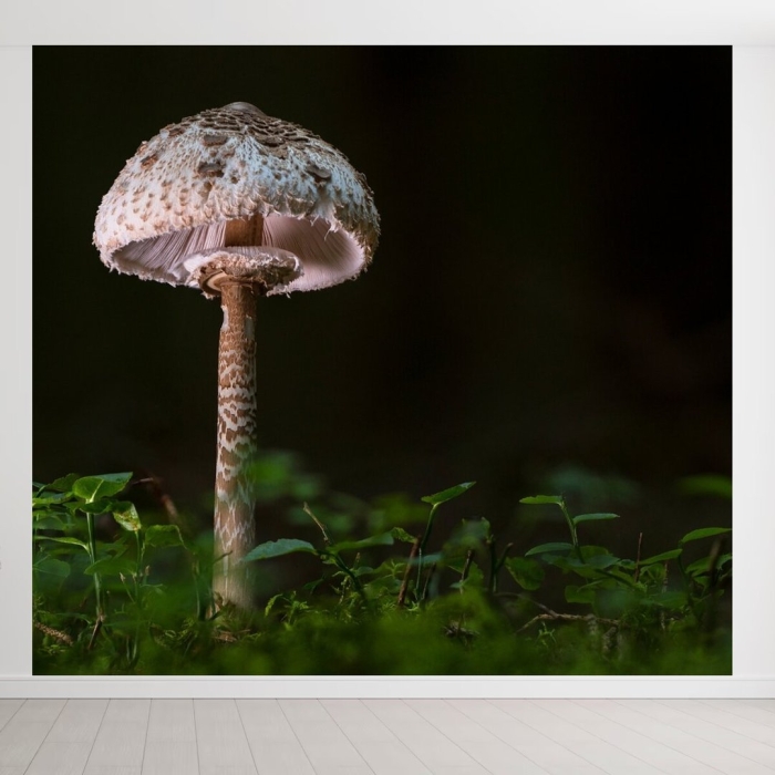 Шляпочные грибы гриб зонтик