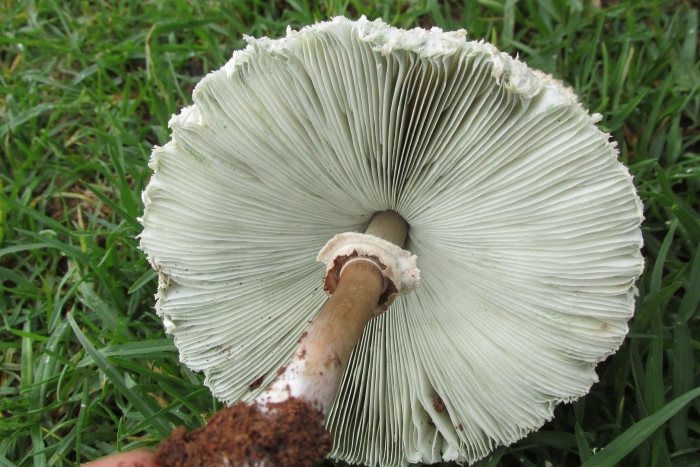 Chlorophyllum molybdites
