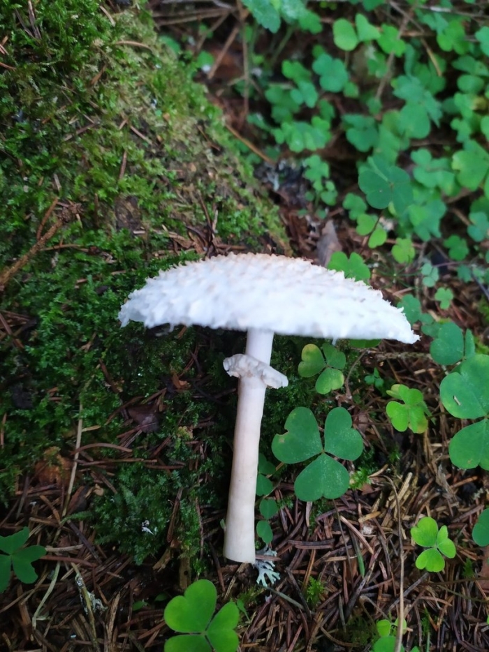 Гриб зонтик белый macrolepiota excoriata