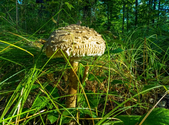 Гриб зонтик пёстрый съедобные