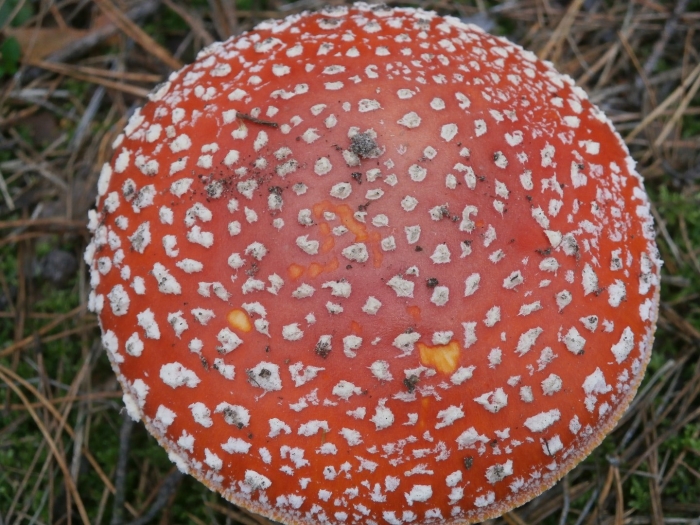 Мухомор красный