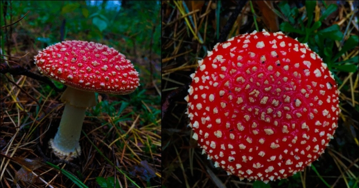 Огромный мухомор