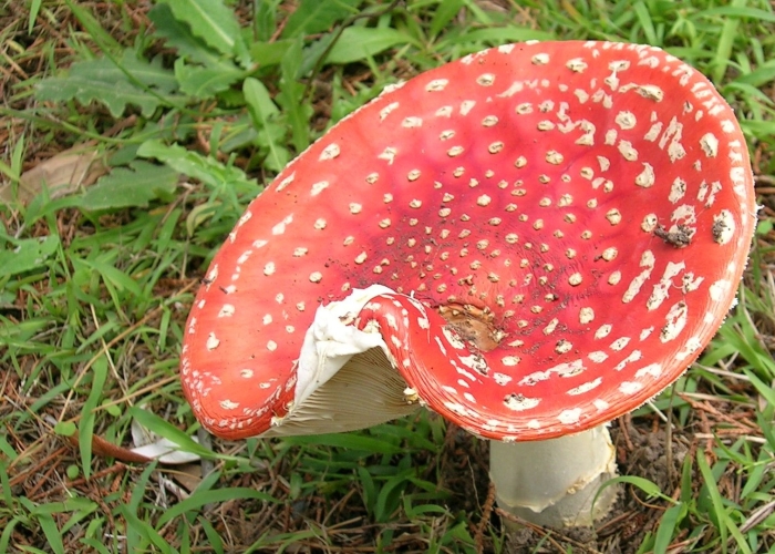 Amanita muscaria