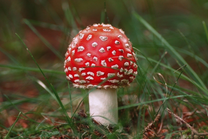 Зеленый мухомор