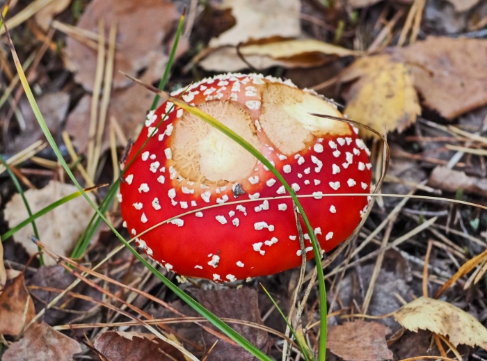 Ядовитые грибы в лесу