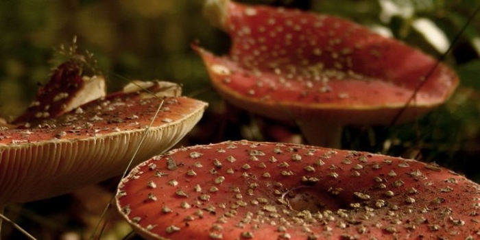 Мухомор красный