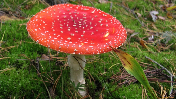 Мухомор в траве