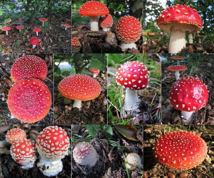 Разновидности мухоморов