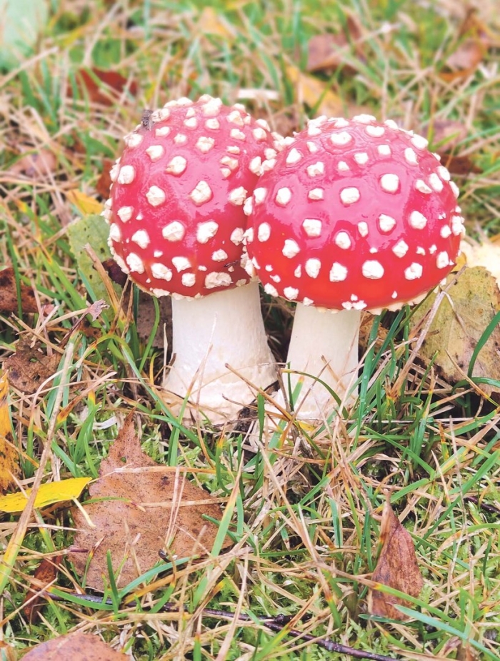 Красный мухомор