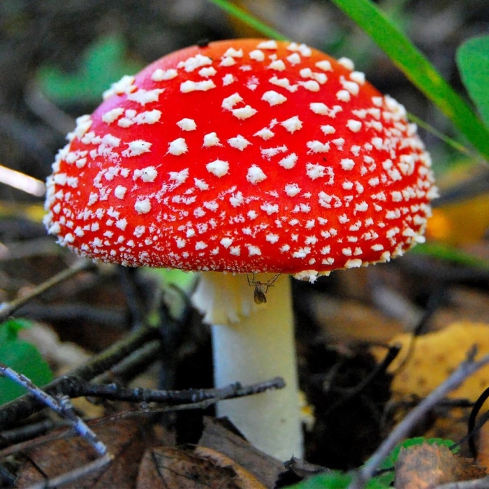 Мухомор аманита мускария