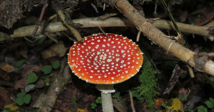 Мухомор красный сибирский