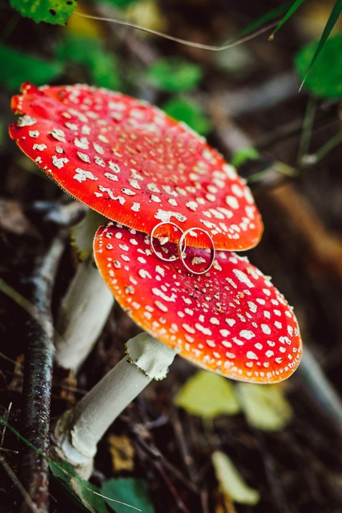 Мухомор amanita muscaria