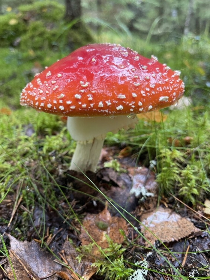 Мухомор красный гриб