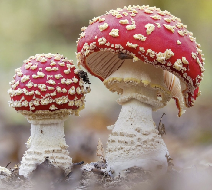 Мухомор аманита мускария