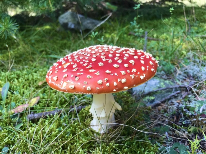 Гриб мухомор